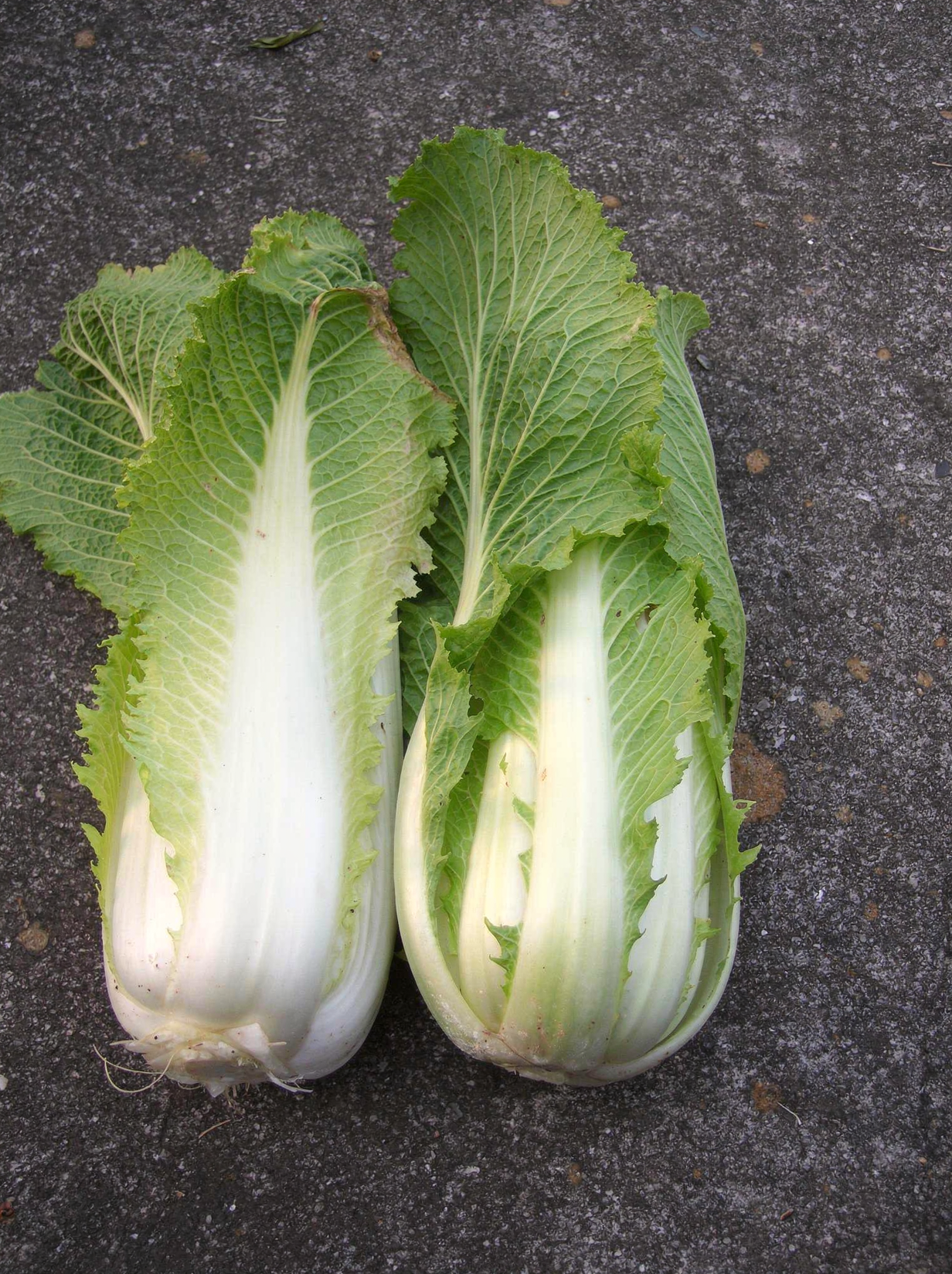 Chinese cabbage — hero (AI-generated reference image)